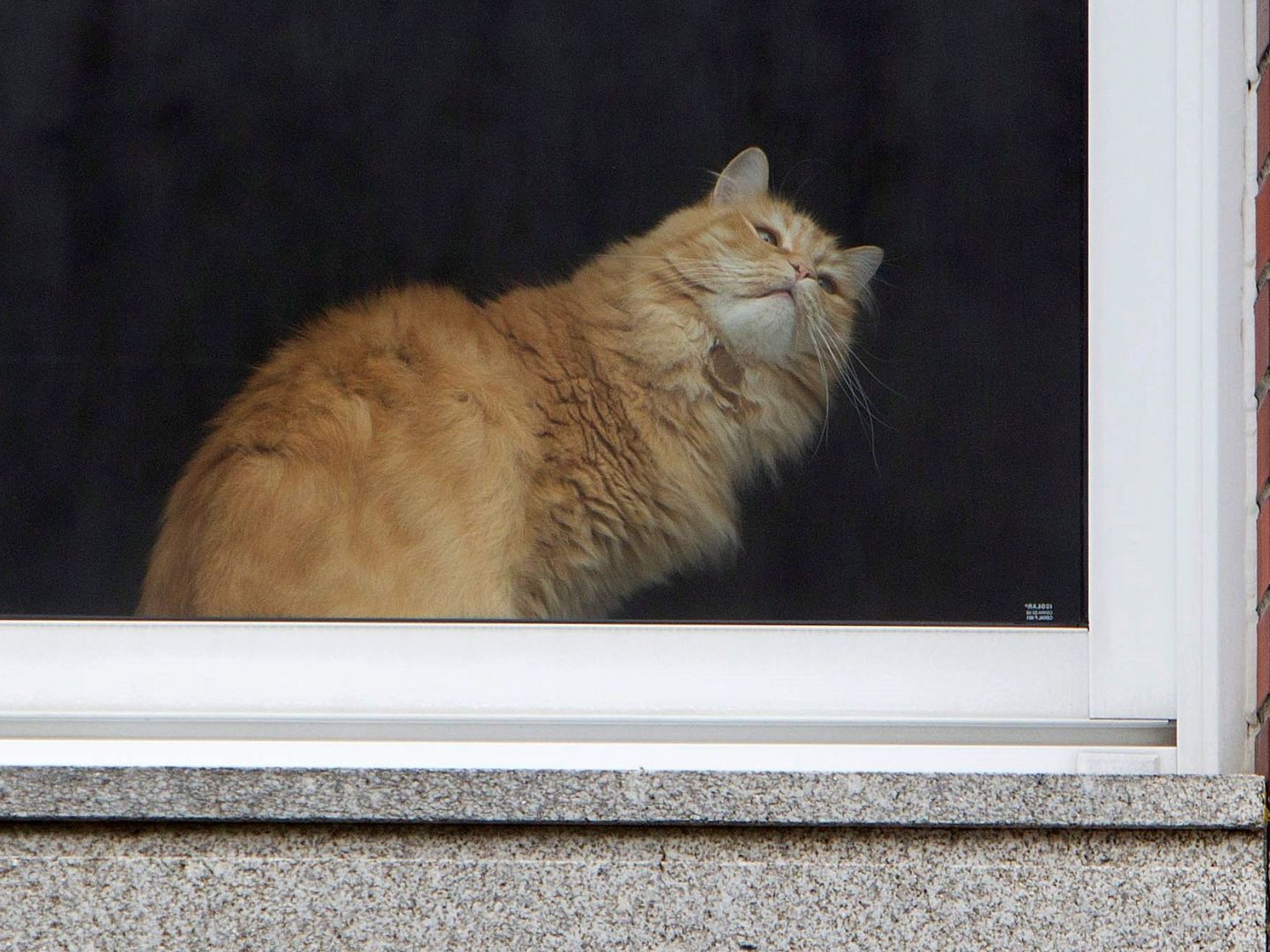 Un gato mira a través de una ventana en Pontevedra. (EFE)