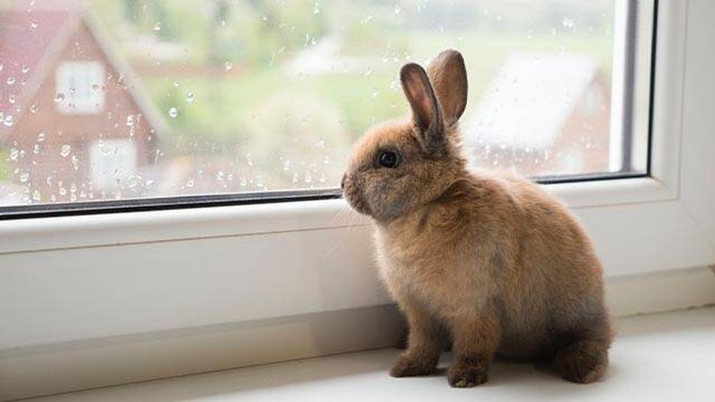 Los conejos son muy independiente y tienen cierto desapego hacia los humanos (Unsplash/Степан Галагаев)