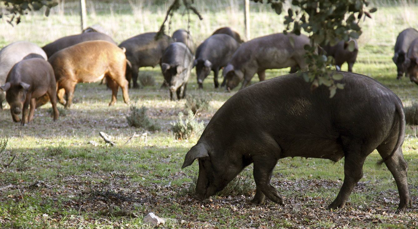 Cerdos ibéricos pastan en las dehesas de Espeja (Salamanca). (EFE)