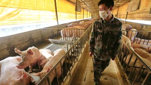 La amenaza de la nueva gripe porcina china: Hay que trabajar ya en una vacuna