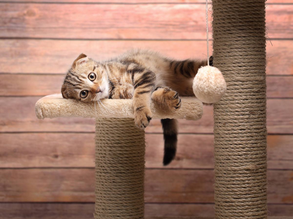 Foto: Los mejores árboles rascadores para gatos (iStock)