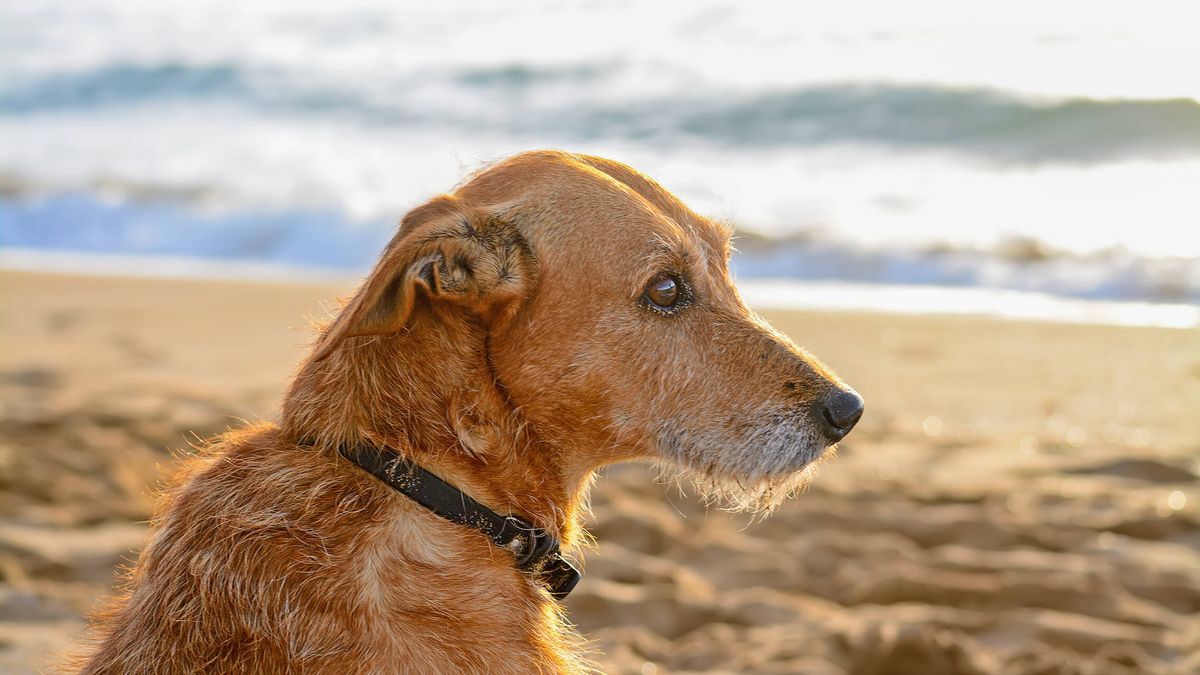 Playas para perros en España: dónde refrescarte con tu mascota estas vacaciones
