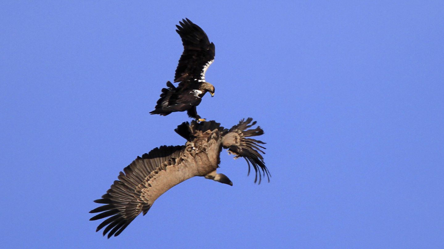 Tras la espectacular águila imperial ibérica: el gran depredador alado