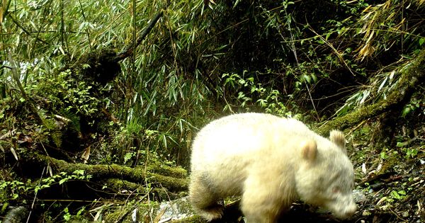 Foto: El primer ejemplar de oso panda albino ha sido fotografiado en la Reserva Natural de Wolong, en China