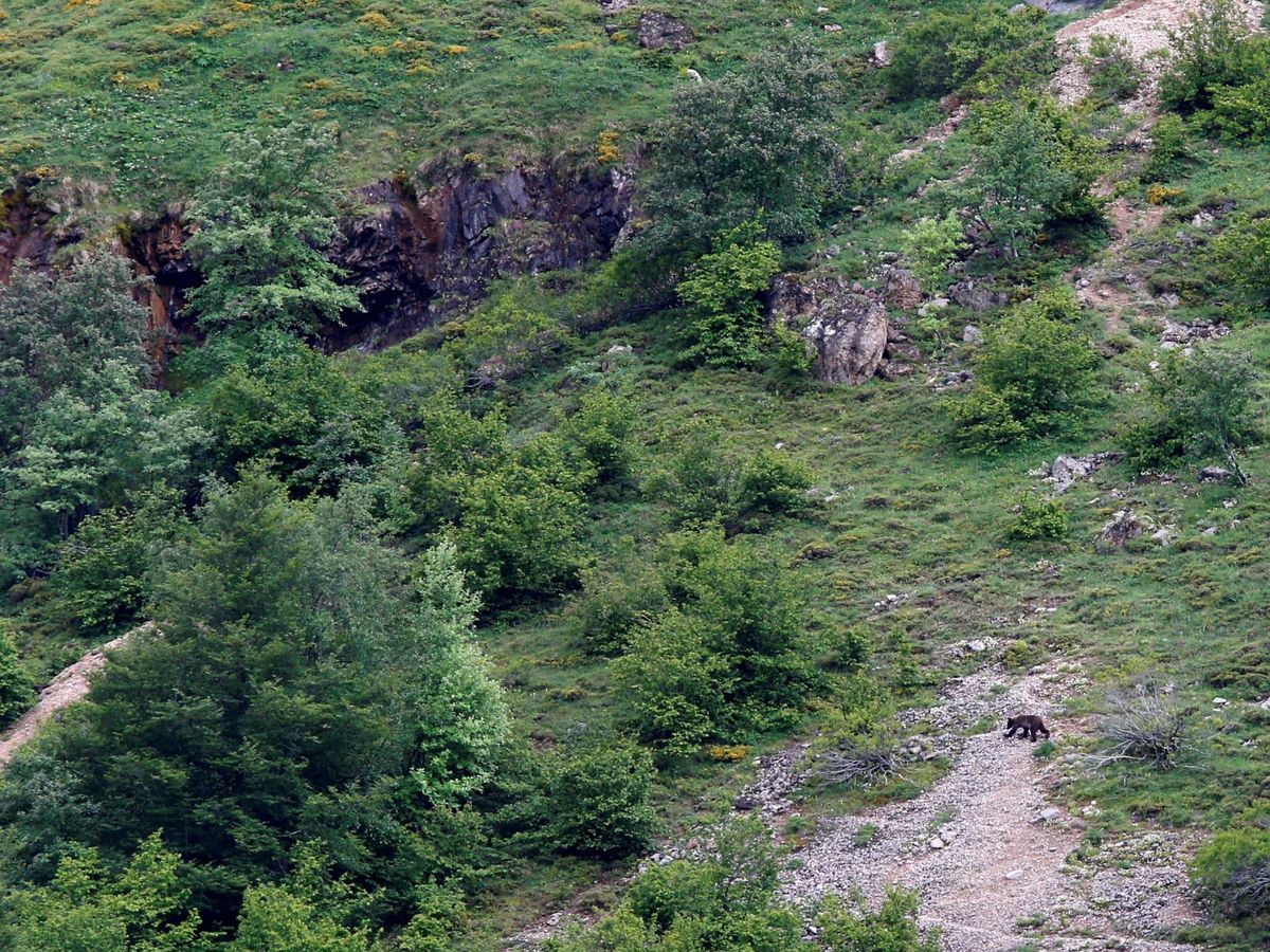 Foto: Un oso pardo en la ladera de una montaña del Parque Natural de Somiedo, en el suroccidente de Asturias. (EFE) 