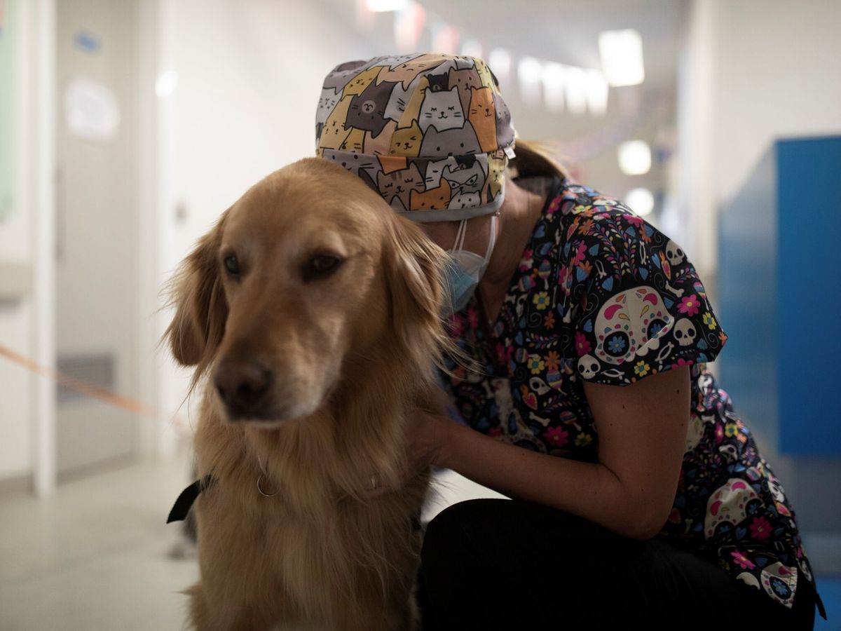 Un perro salva la de su al detectar un cáncer solo olerla