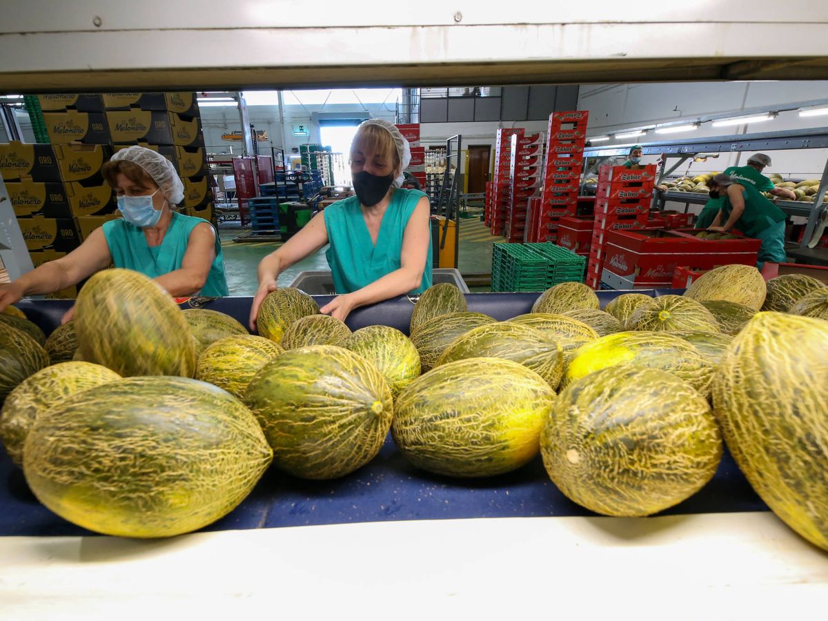 Foto: Empleadas clasifican melones en el almacén de El Melonero, en Villaconejos. (David Brunat) 