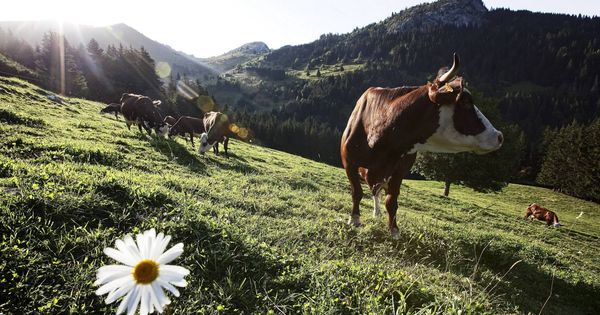 Foto: Vacas en una de las granjas de Vrai, marca de la empresa Triballat Noyal, en Francia. (Vrai)