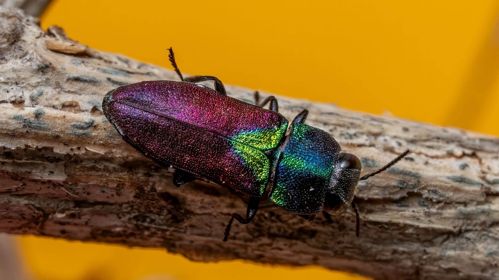 Un insecto invasor amenaza con arrasar 1,4 millones de árboles en EEUU antes de 2050: los científicos señalan al principal culpable