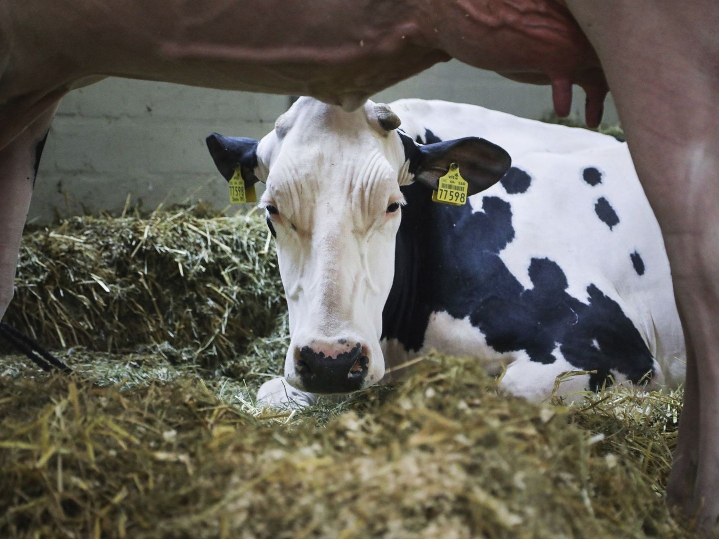La venta a pérdidas o el uso de la leche como producto reclamo hace un roto a los ganaderos.