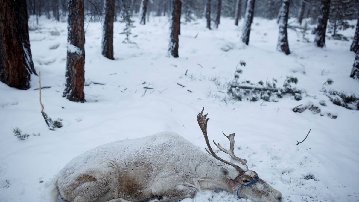 Una inesperada capa de hielo deja 200 renos muertos en el Ártico