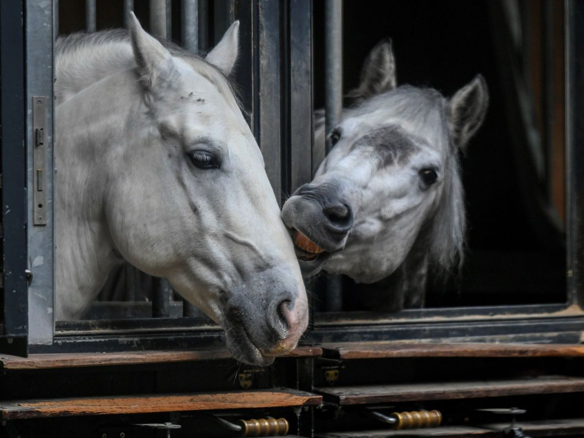 Foto:  Dos caballos de raza lipizziana descansan en sus cuadras en unos establos. (EFE)