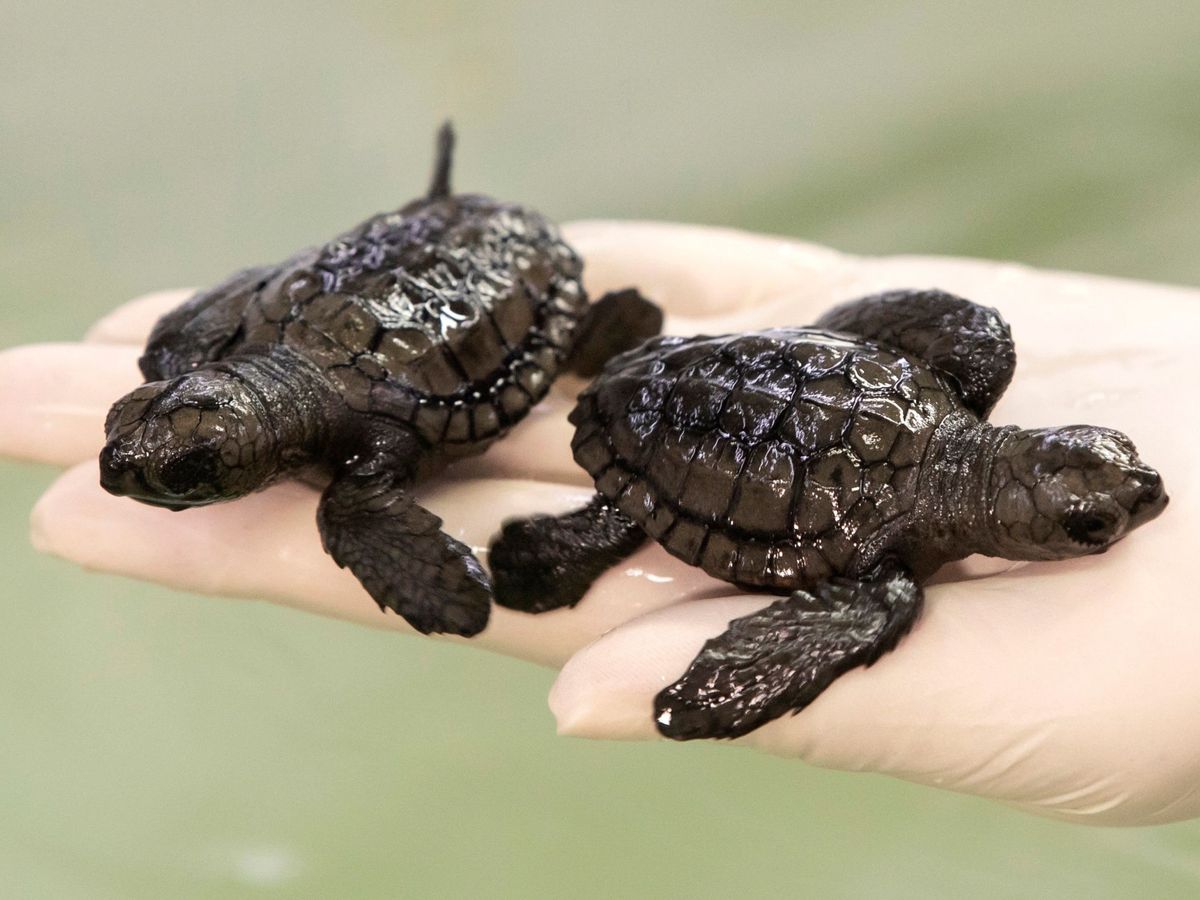 Foto: Hasta 23 crías de tortuga boba han sido liberadas en Cullera