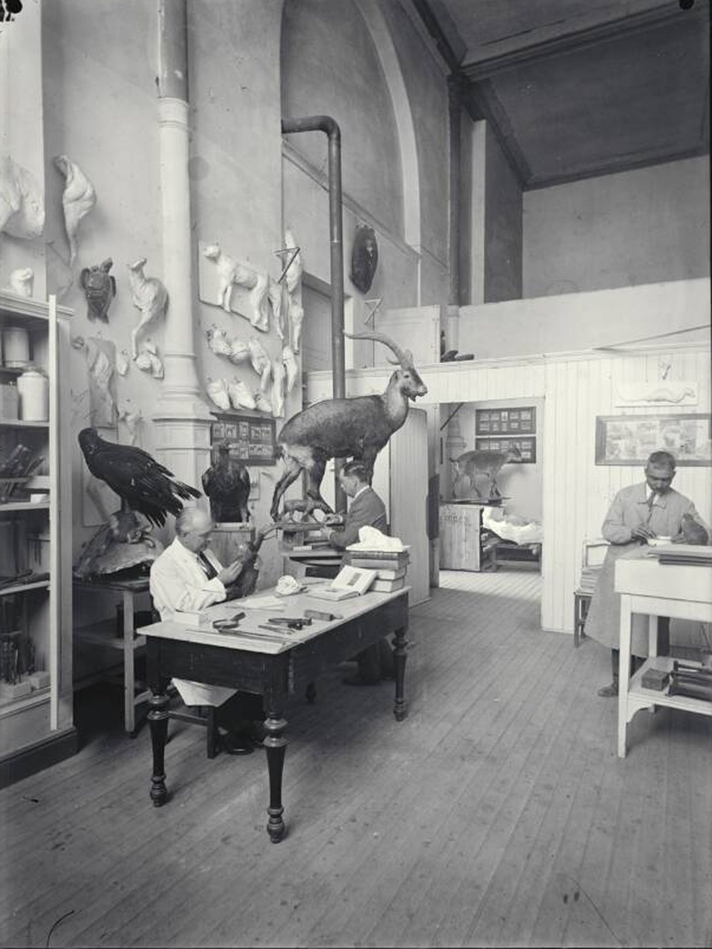  Trabajos en el laboratorio de taxidermia.  De izquierda a derecha: José María Benedito, Luis Benedito y Conrado Chaves. (Archivo del MNCN)