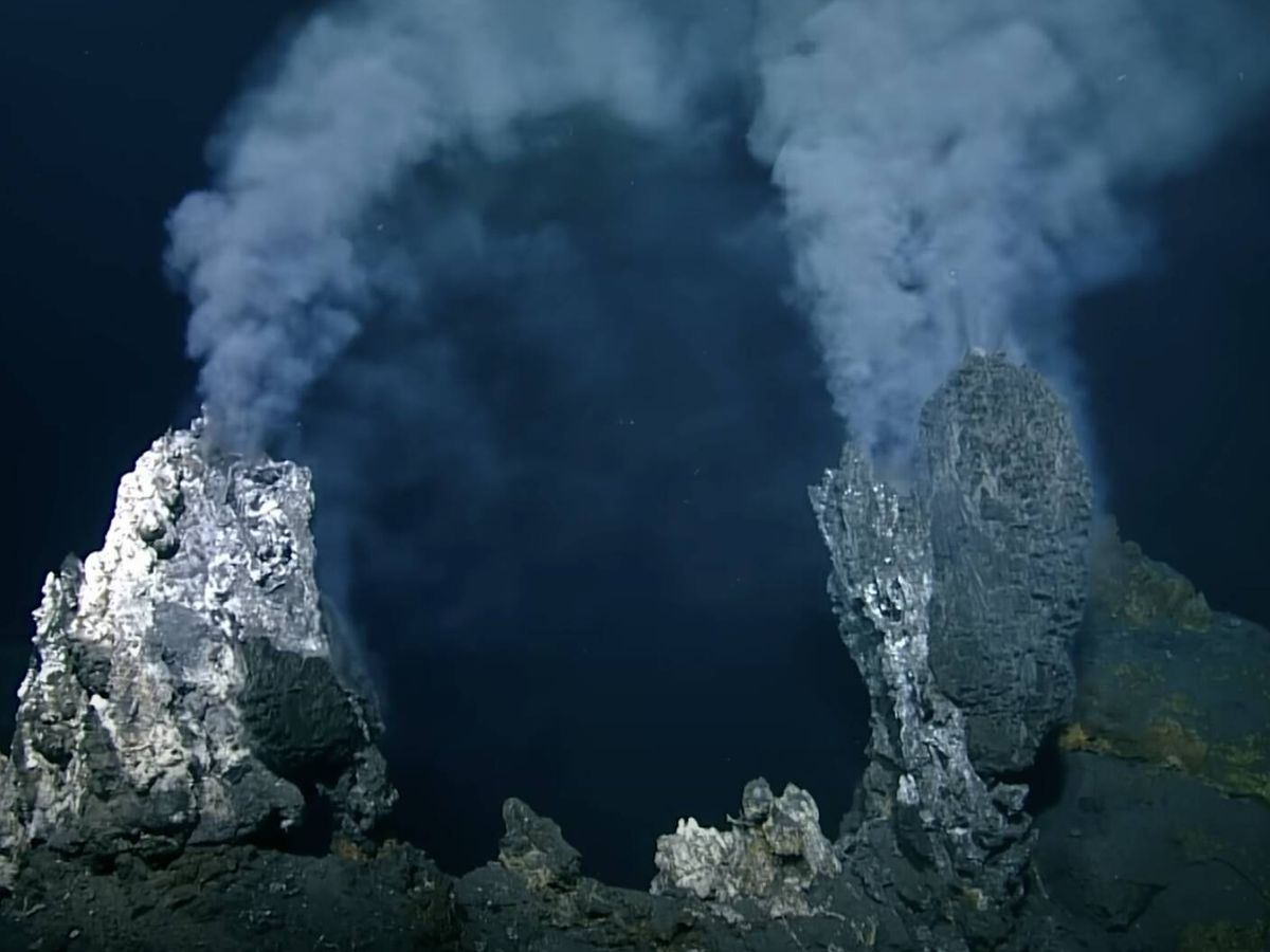 Cientistas descobrem criadouro com milhões de ovos de raias em vulcão submarino no Canadá