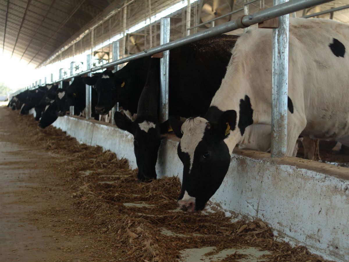 Foto: Vacas en una lechería. (EFE)