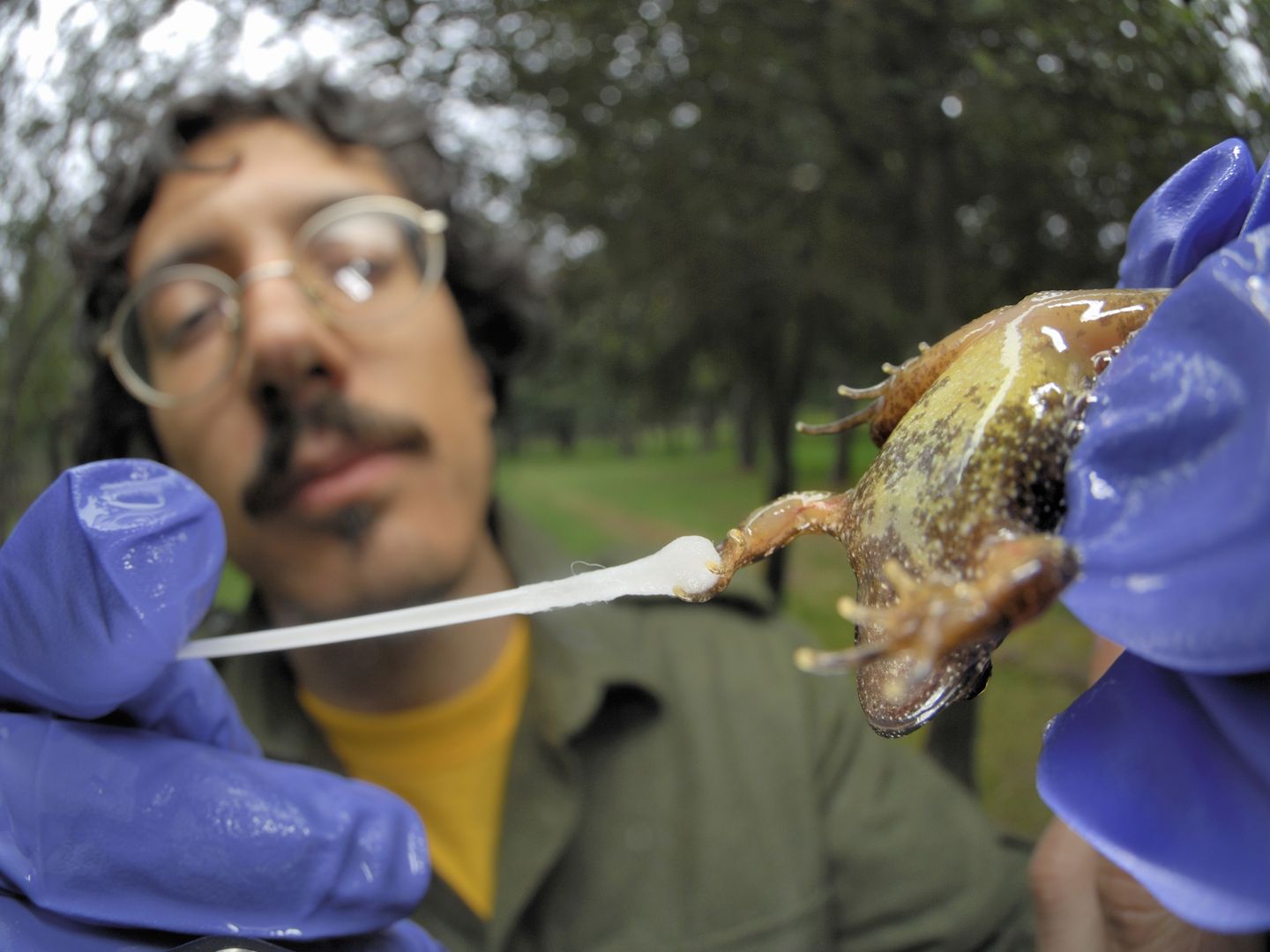 Un científico italiano busca quitridiomicosis en una rana pintada del Tirreno. (Corbis)