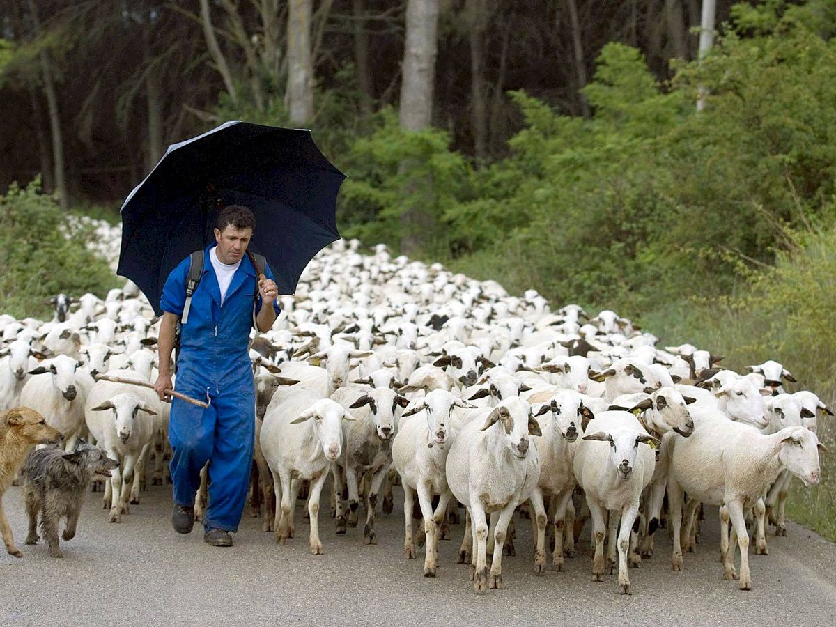 Foto: Rebaño de ovejas trashumando. (EFE)