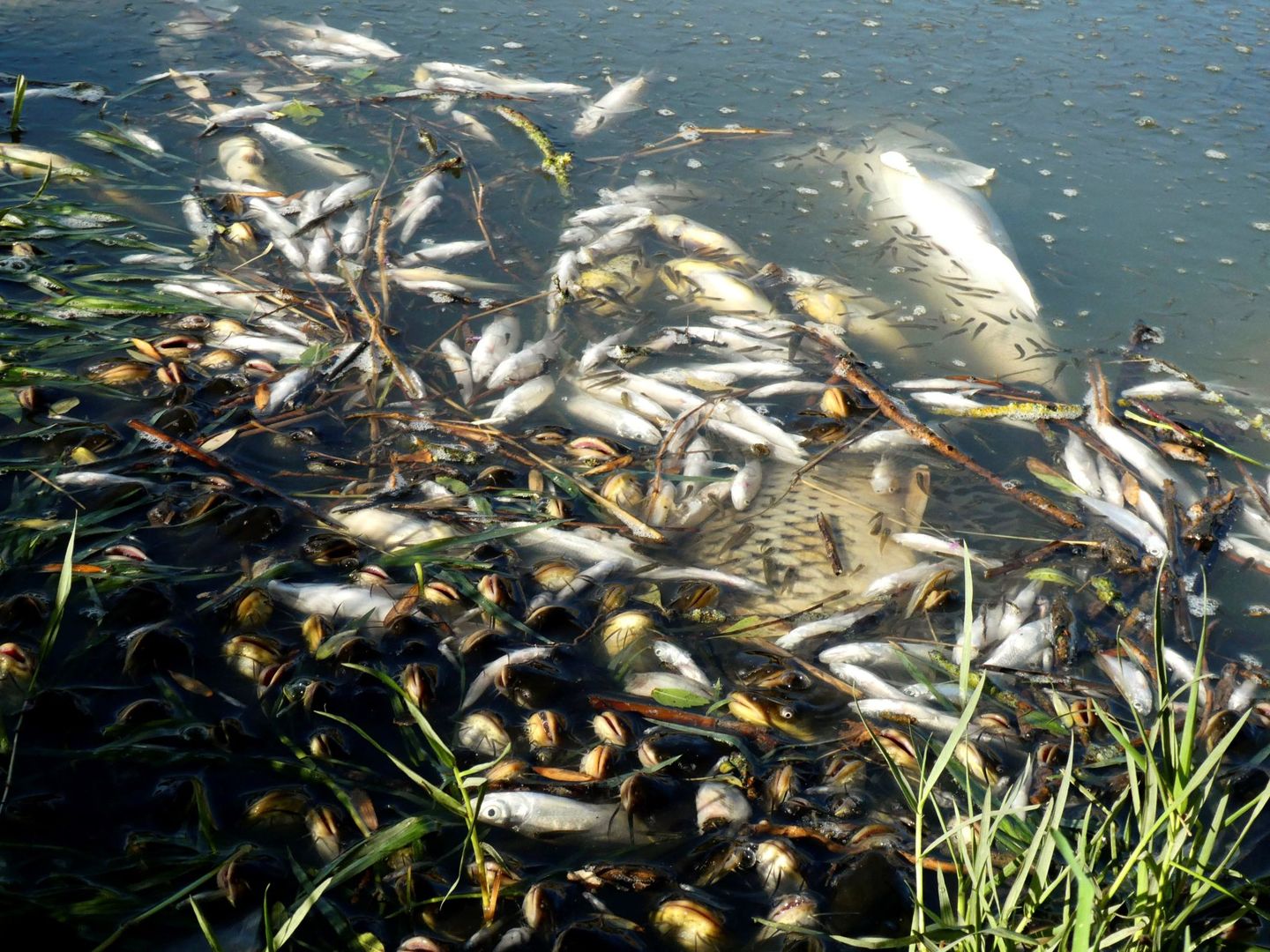 Peces muertos en el río Guadiana tras un vertido ilegal (EFE/Beldad)