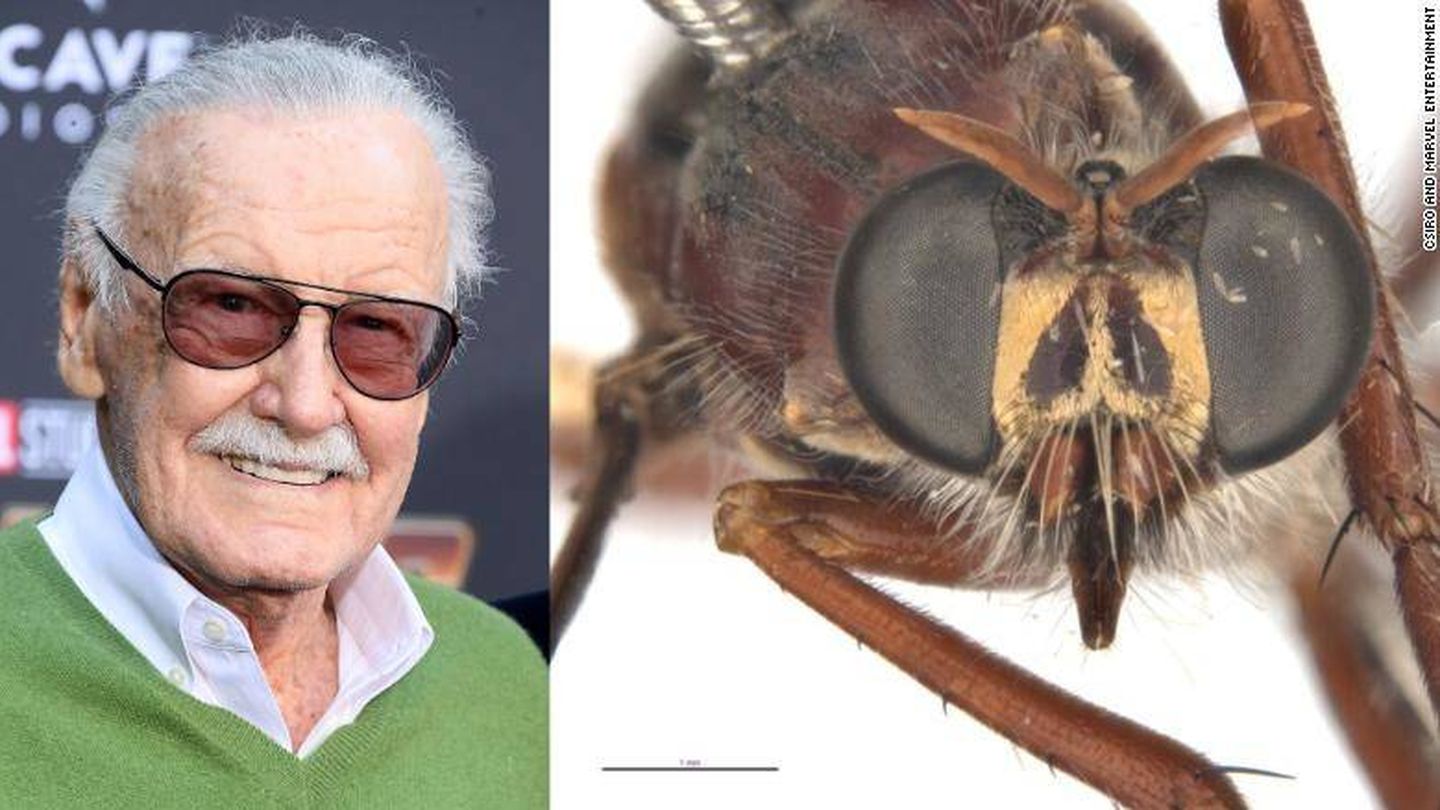 La mosca que homenajea a Stan Lee. Foto: Twitter