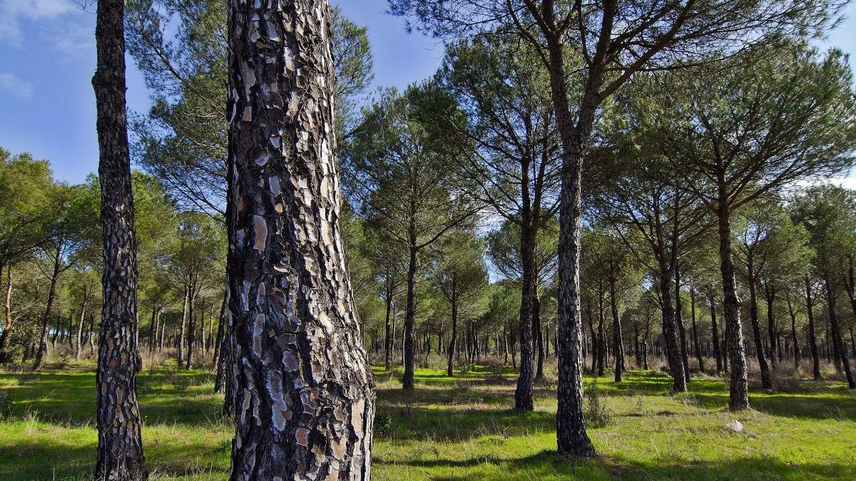 ¿Necesita España más árboles? Cómo ayudar a la reforestación enviando paquetes