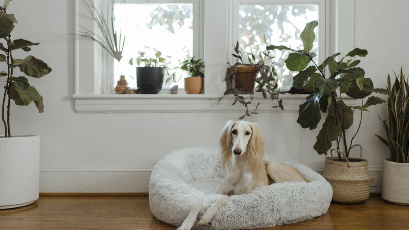 Plantas de interior 'pet friendly' que decoran y cuidan de tus mascotas