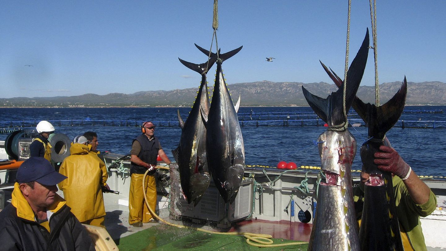 Matanza de atunes en una granja de engorde en Cataluña.(EFE)