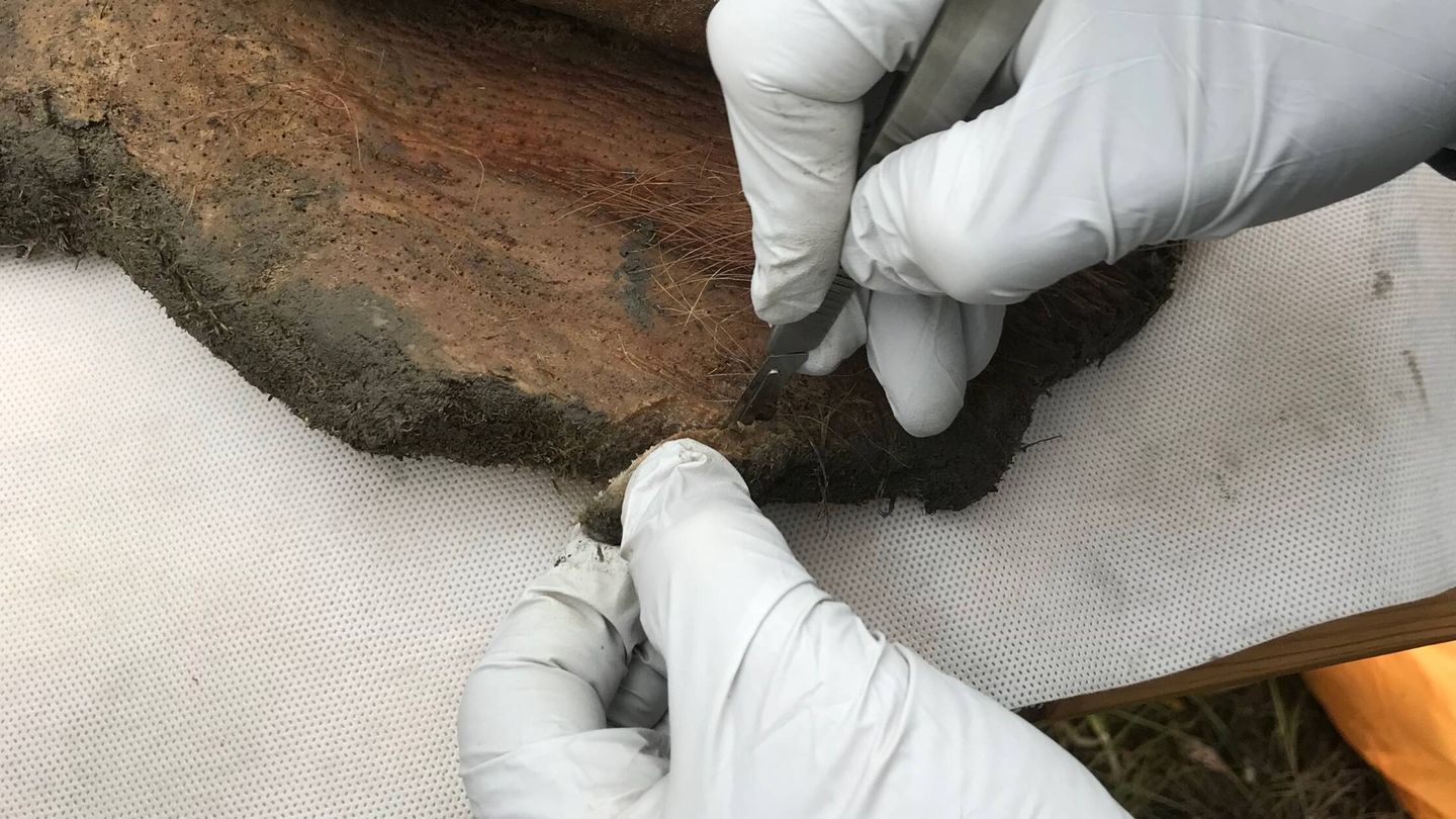 Extracción de la muestra del mamut. (Love Dalén, Stockholm University)