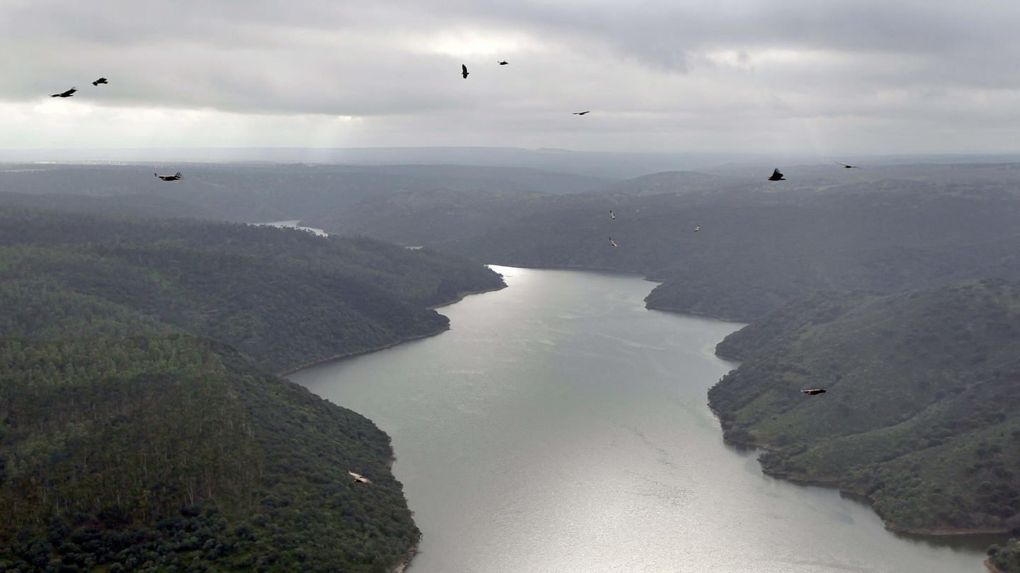 Buitres sobrevolando el Tajo en el Parque Nacional de Monfragüe. (EFE/J.J.Guillen)