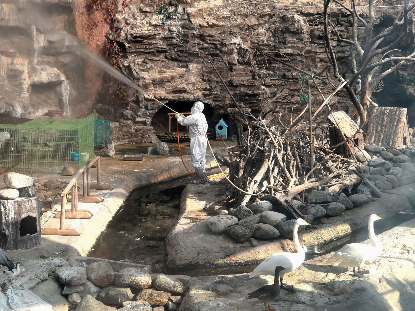 Un operario rocía pesticida en la zona de las aves de un zoo como prevención a la gripe aviar en Seúl. (EFE)