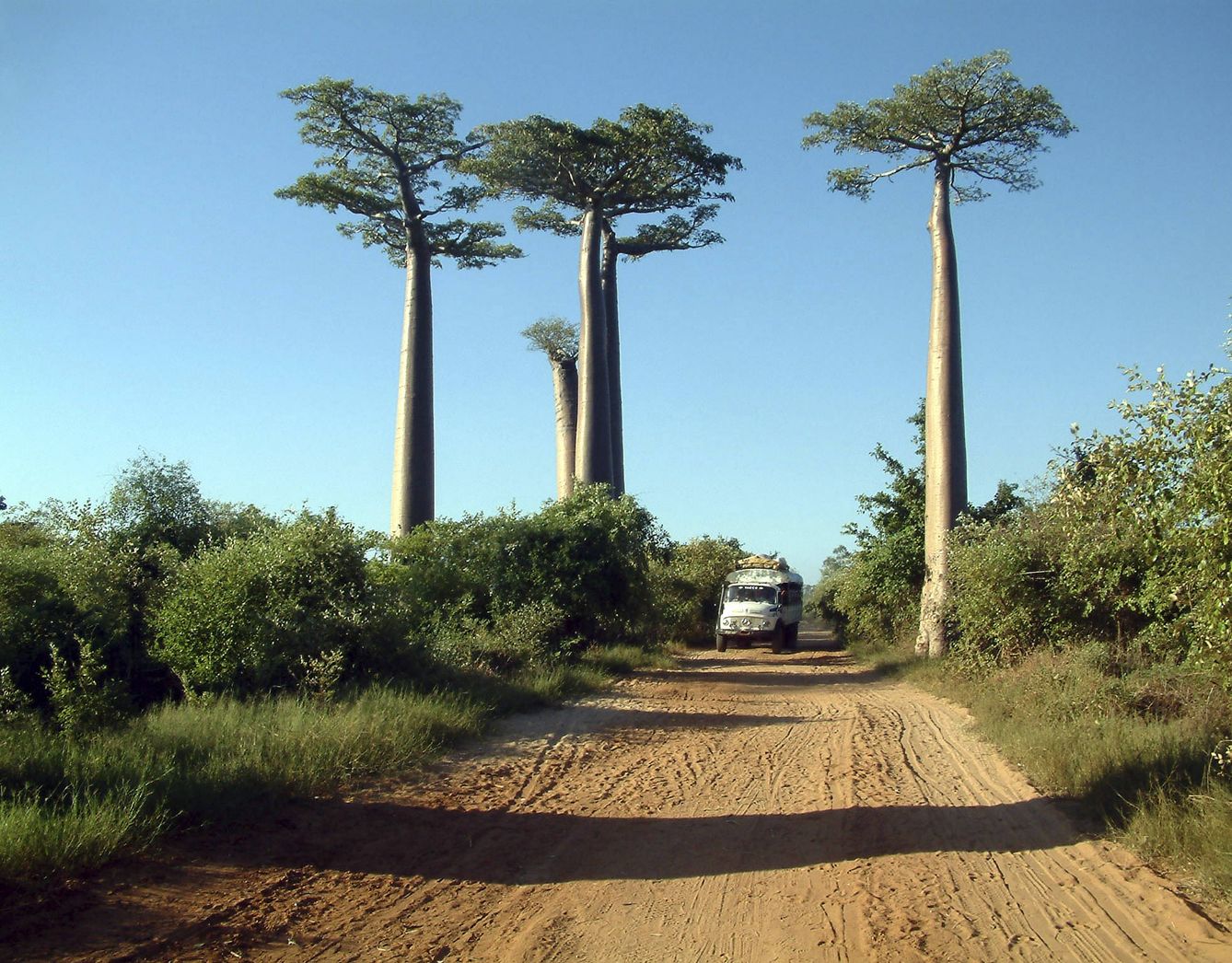 Baobabs de Madagascar. (iStock)