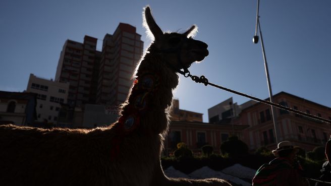 Foto de Bolivia lanza el Año Internacional de los Camélidos