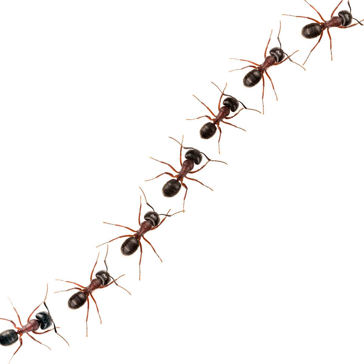 Experto Sembrar Abuso Comer hormigas podría ayudarnos a vivir más?