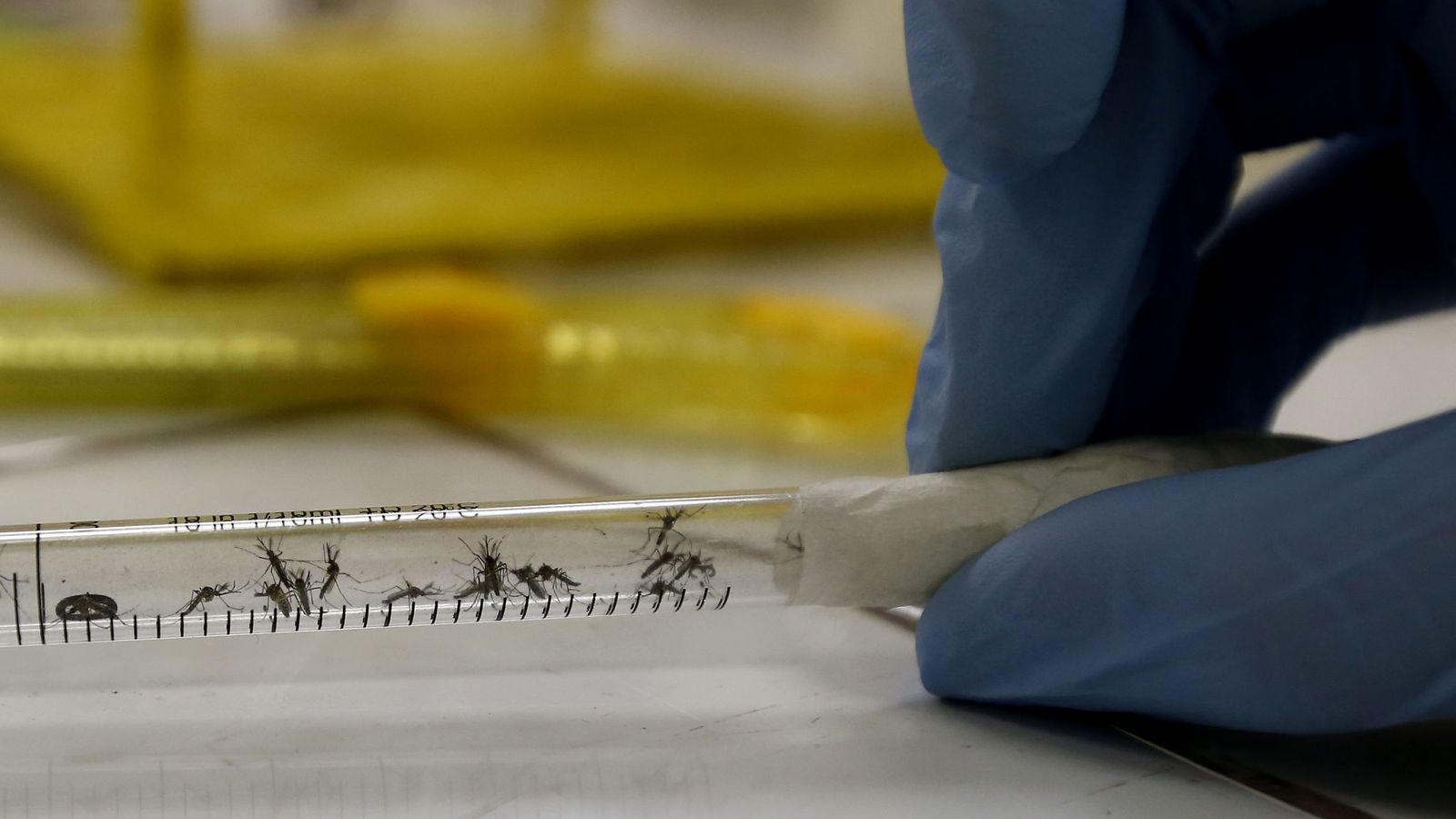 Foto: Una muestra de mosquitos en el Laboratorio de Biomedicina de la Universidad Federal de Río de Janeiro. (EFE)