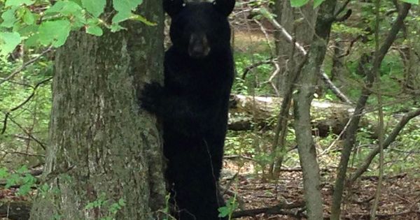 Foto: Los osos negros abundan en los bosques del condado de Craven, donde se perdió el pequeño (Reuters/Barbara Goldberg)