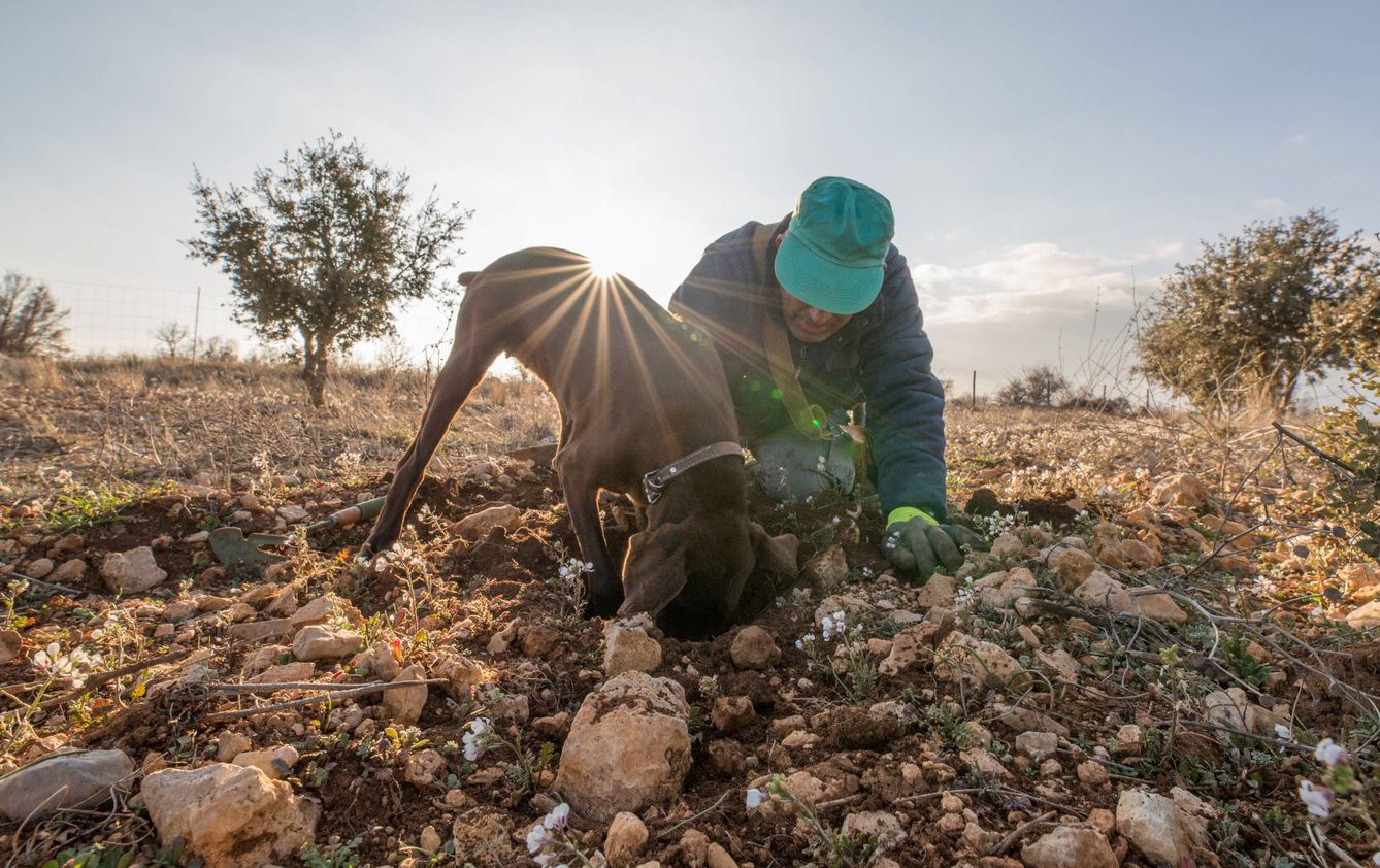 Un perro detecta una trufa madura en una plantación de Teruel. (D.B.)