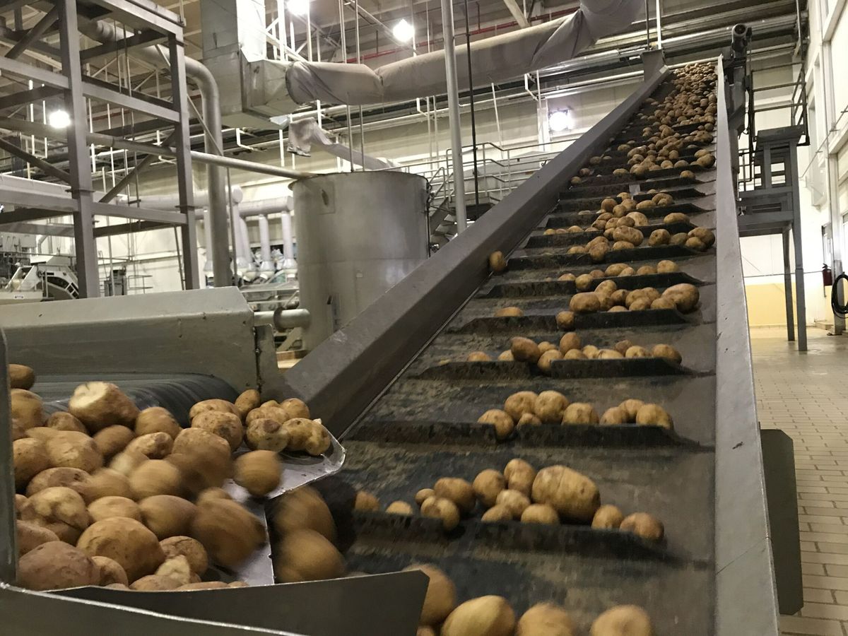 Foto: Una planta de procesado de patatas. (EFE)