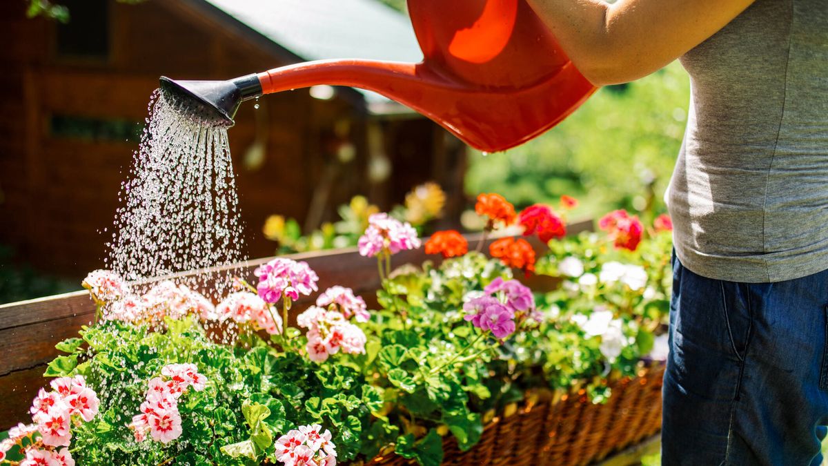 Las 7 mejores plantas de exterior: opciones bonitas y resistentes para poner en tu jardín o terraza