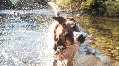 Los mejores trucos para que tu perro no sufra los efectos de la ola de calor