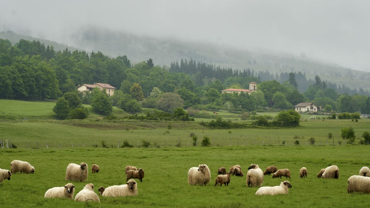 Un trashumante soriano y sus mil ovejas, bloqueados en Ciudad Real por la viruela