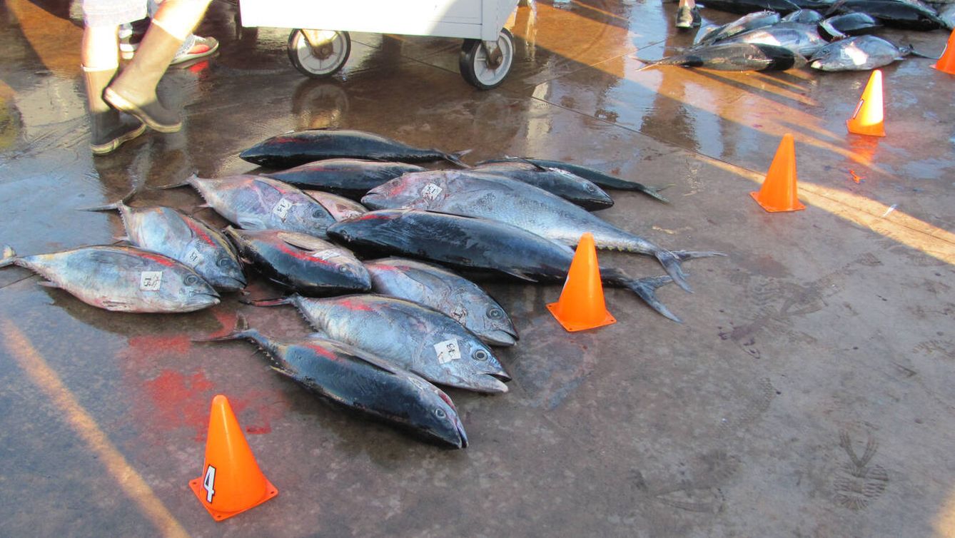 Los peces depredadores, como el atún, acumulan mercurio. (iStock)