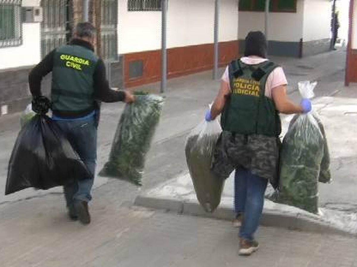 Foto: En la operación 'Monchón' se han incautado de 1.980 plantas de cannabis sativa. Foto: Guardia Civil