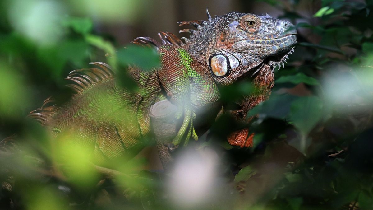 Los meteorólogos avisan de una posible lluvia de iguanas en Florida