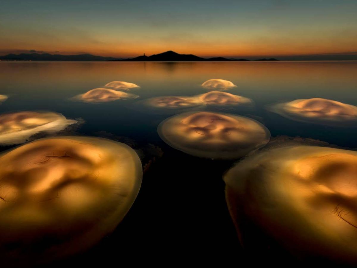 Foto: 'El ballet de las medusas', de Ángel Fitor (GDT 2021)
