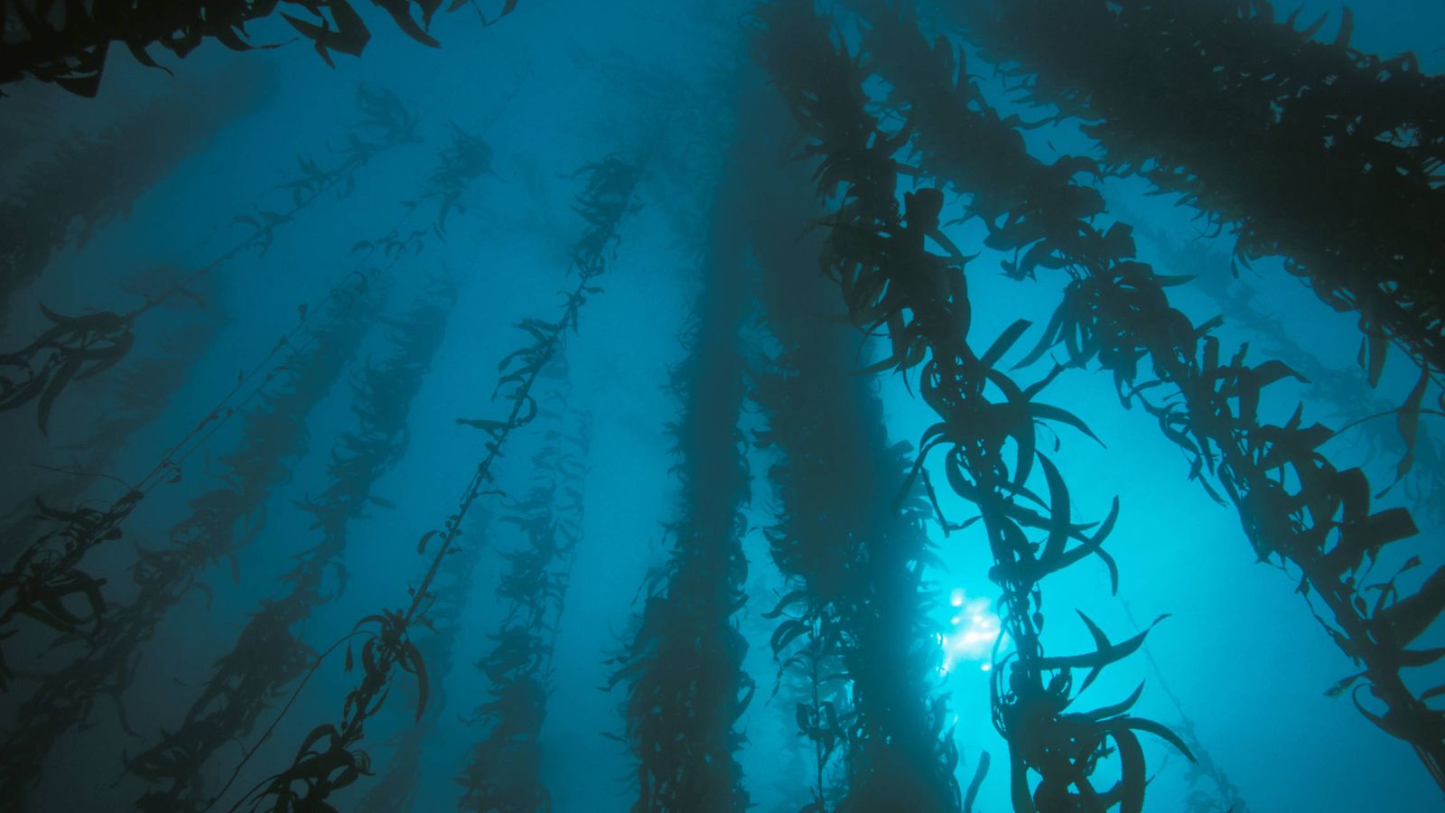 Foto: Alga kelp. (Alamy)