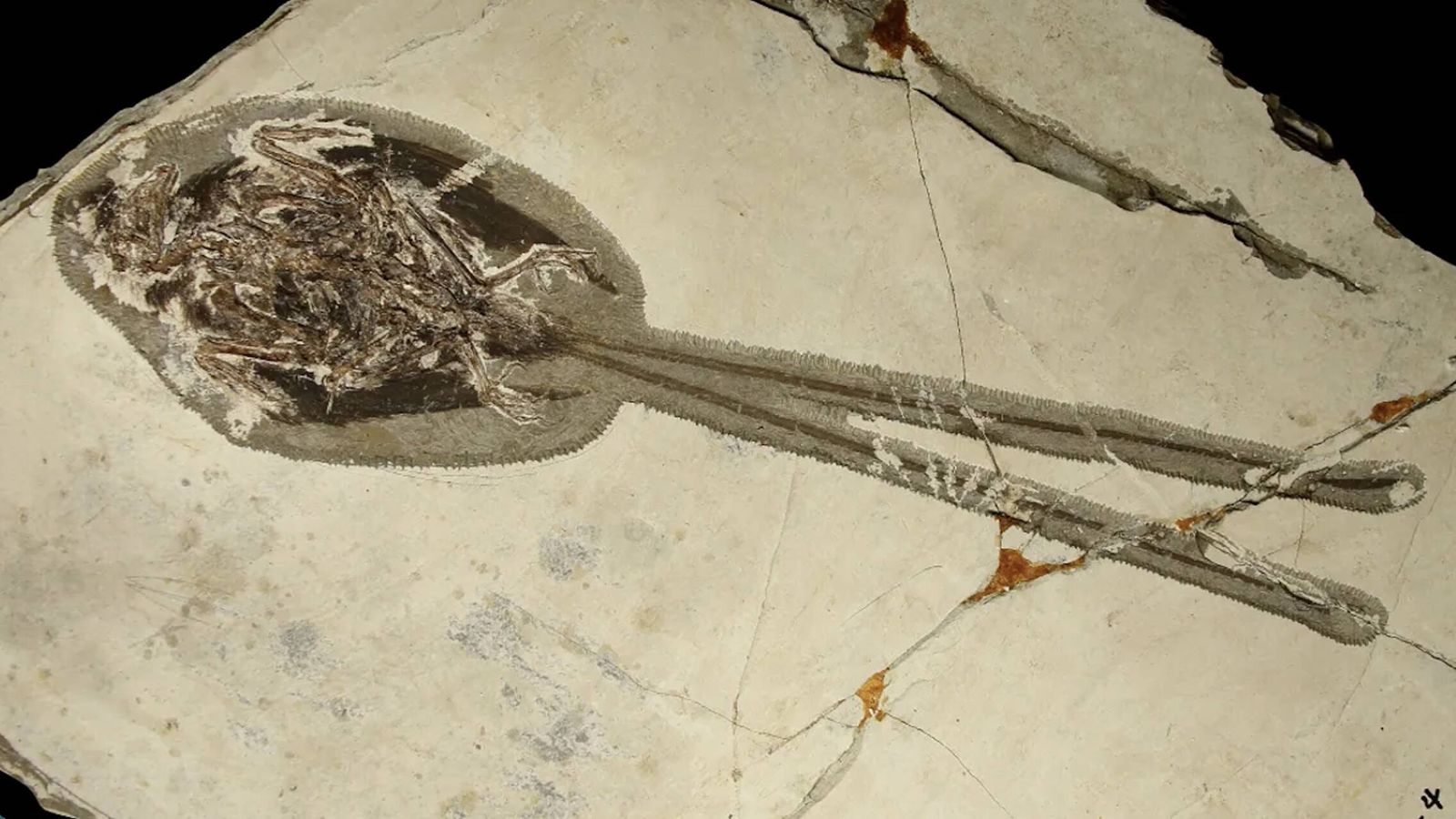 Un fósil con 121 millones de años revela que en China hubo un 'dragón' que convivió con los dinosaurios