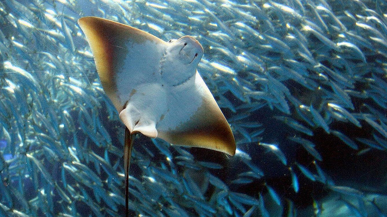 Foto: Un ligero cambio en el flujo de oxígeno puede acabar con los animales del fondo del mar. (Gettyimages)
