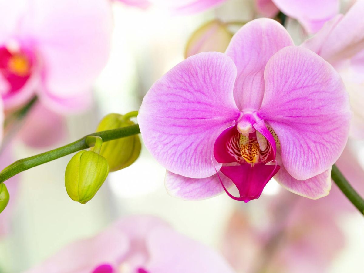 Foto: Cómo cuidar una orquídea para que tenga flor todos los años (aopsan para Freepik)
