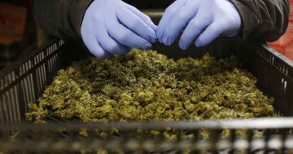 Foto: Un empleado organiza cogollos recién recolectados en una plantación israelí de marihuana medicinal (Reuters)