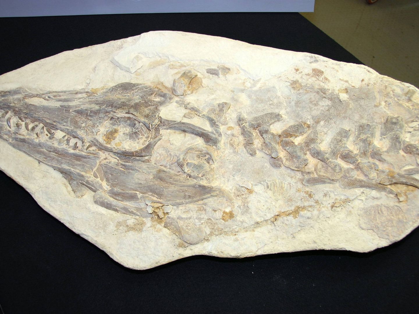 Vista  de la cabeza preservada en una losa petrificada de sedimento marino del fósil de un mosasaurio. Foto: EFE/Iván Mejía